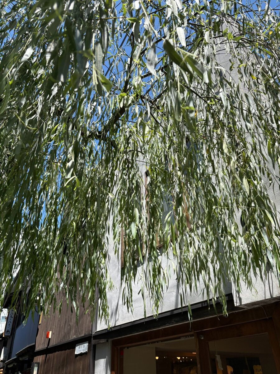 柳の木が見える夏の鴨川沿い