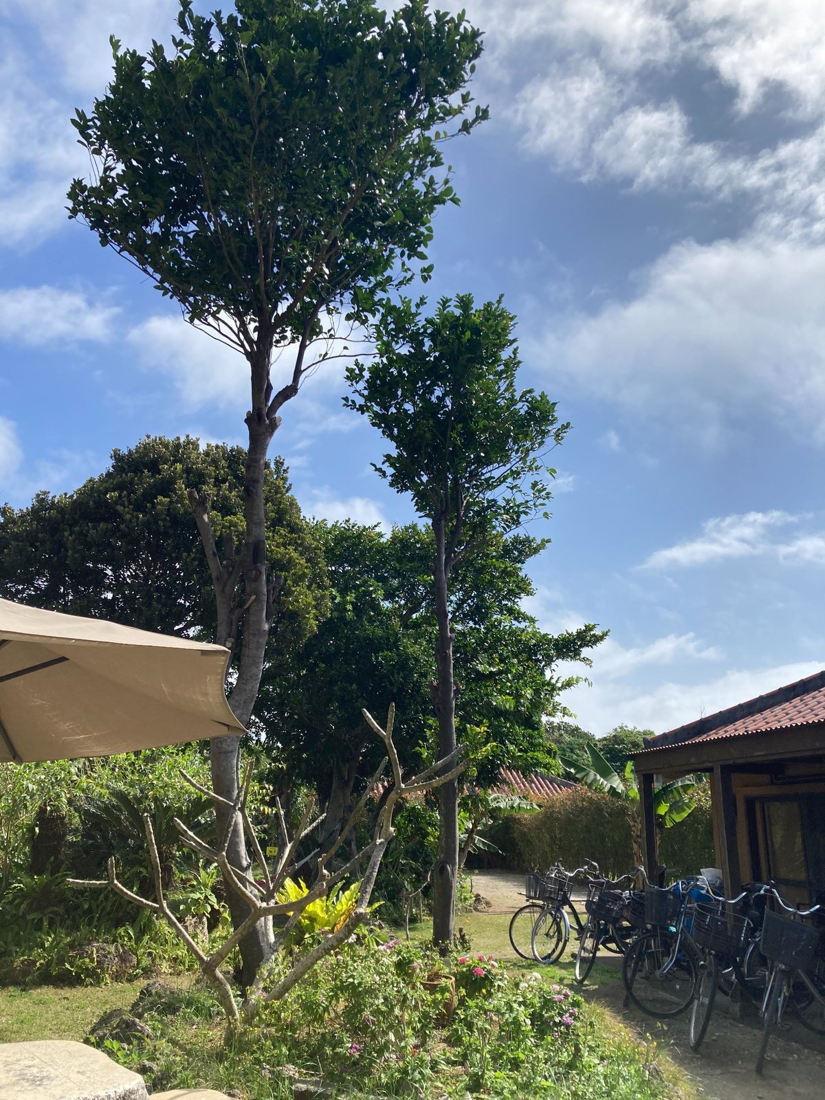 ホテルの中庭のそばに並ぶ自転車